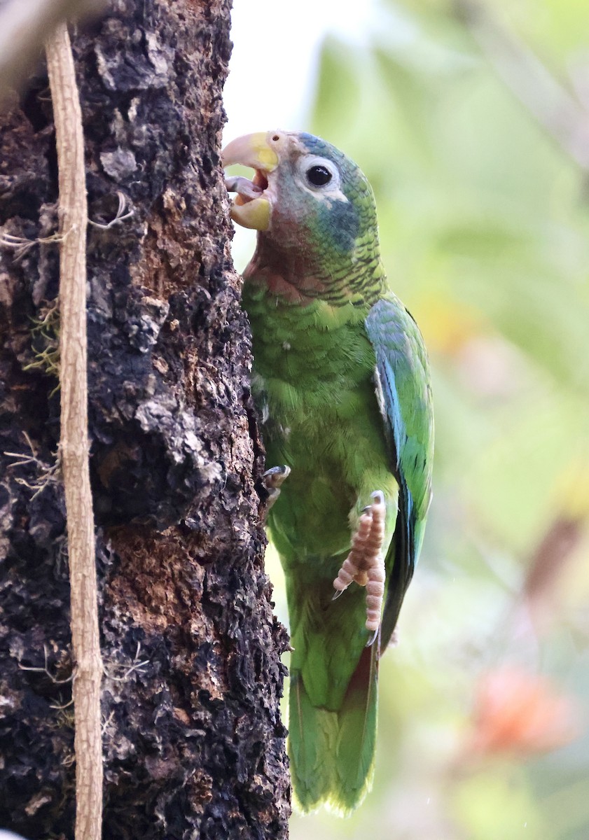 Yellow-billed Amazon - ML634186297
