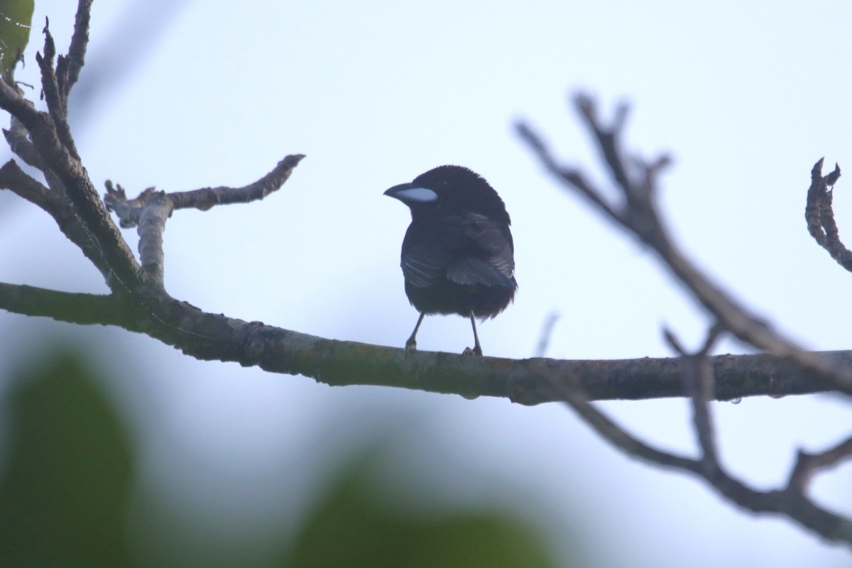 Silver-beaked Tanager - ML634186346