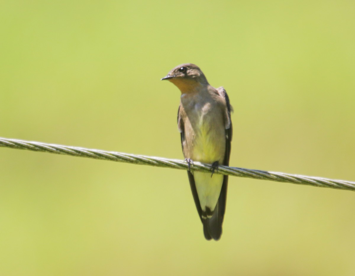 Southern Rough-winged Swallow - ML634186424