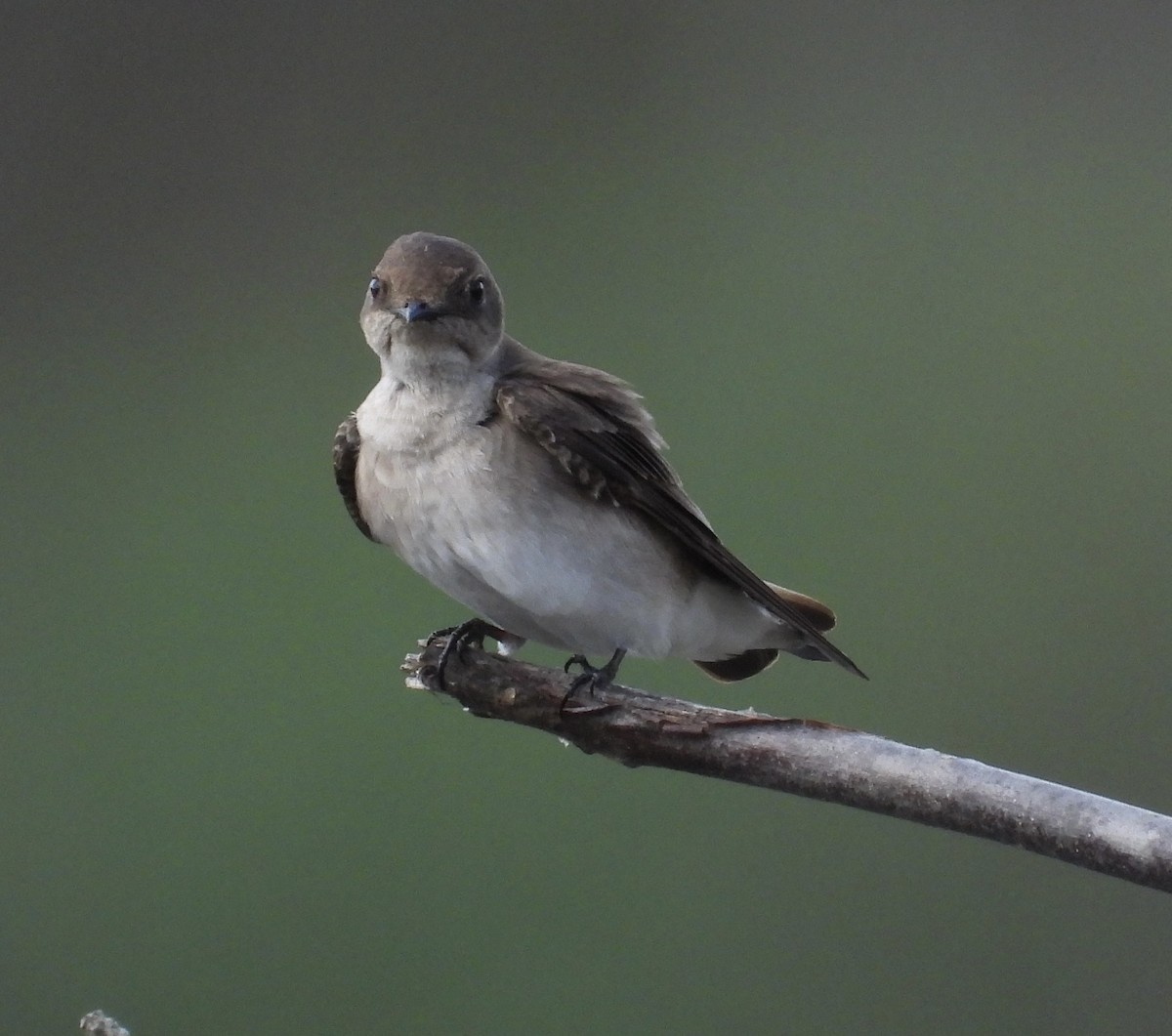 Northern Rough-winged Swallow - ML634186434
