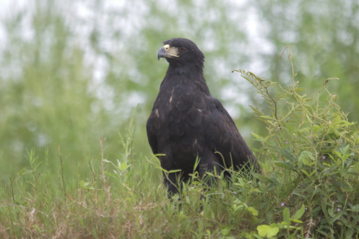 Great Black Hawk - ML634186446