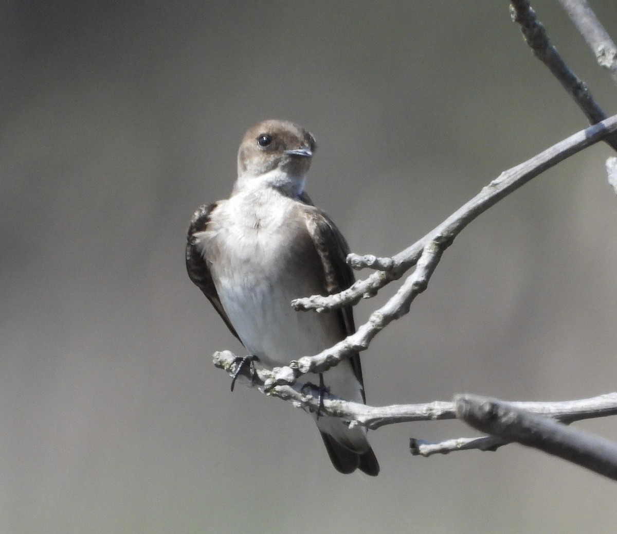 Northern Rough-winged Swallow - ML634186473