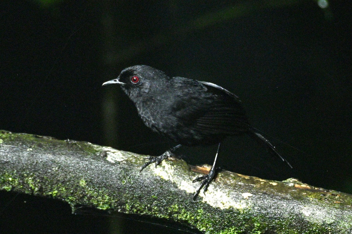 Western Fire-eye (Black-bellied) - ML634186478