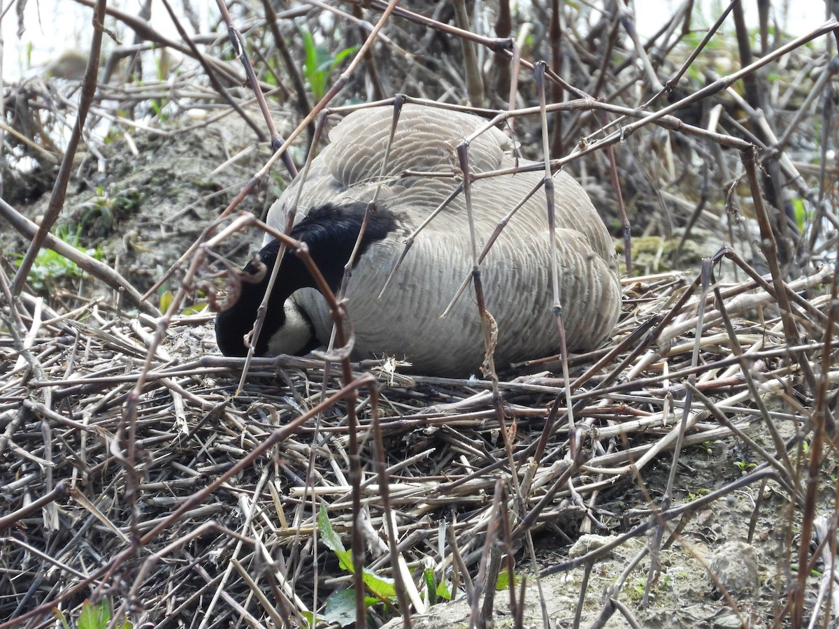 Canada Goose - ML634186511