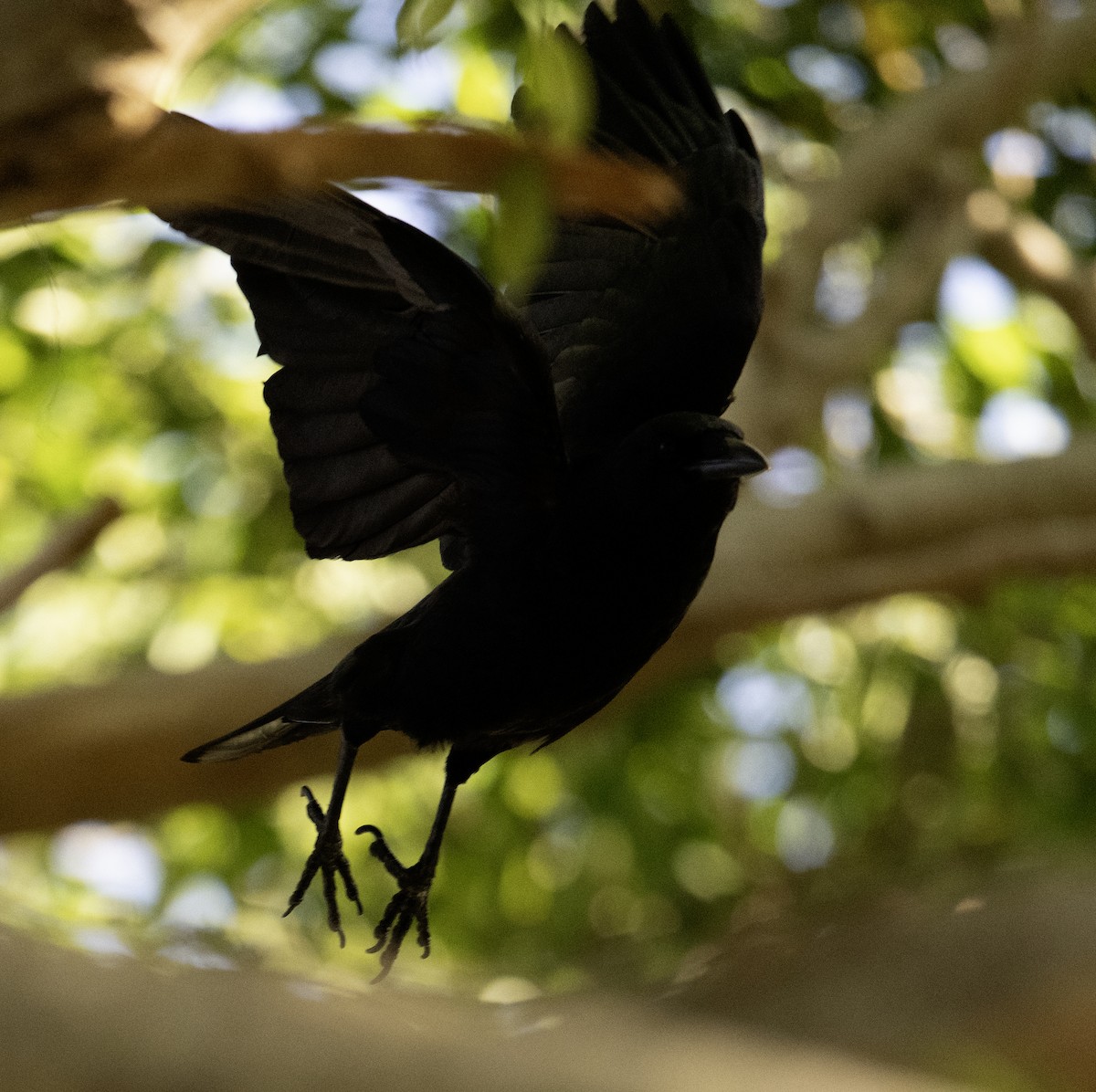 Fish Crow - ML634186700