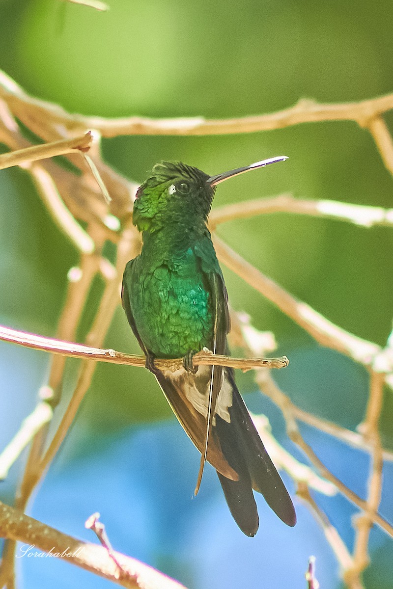 Cuban Emerald - ML634186791