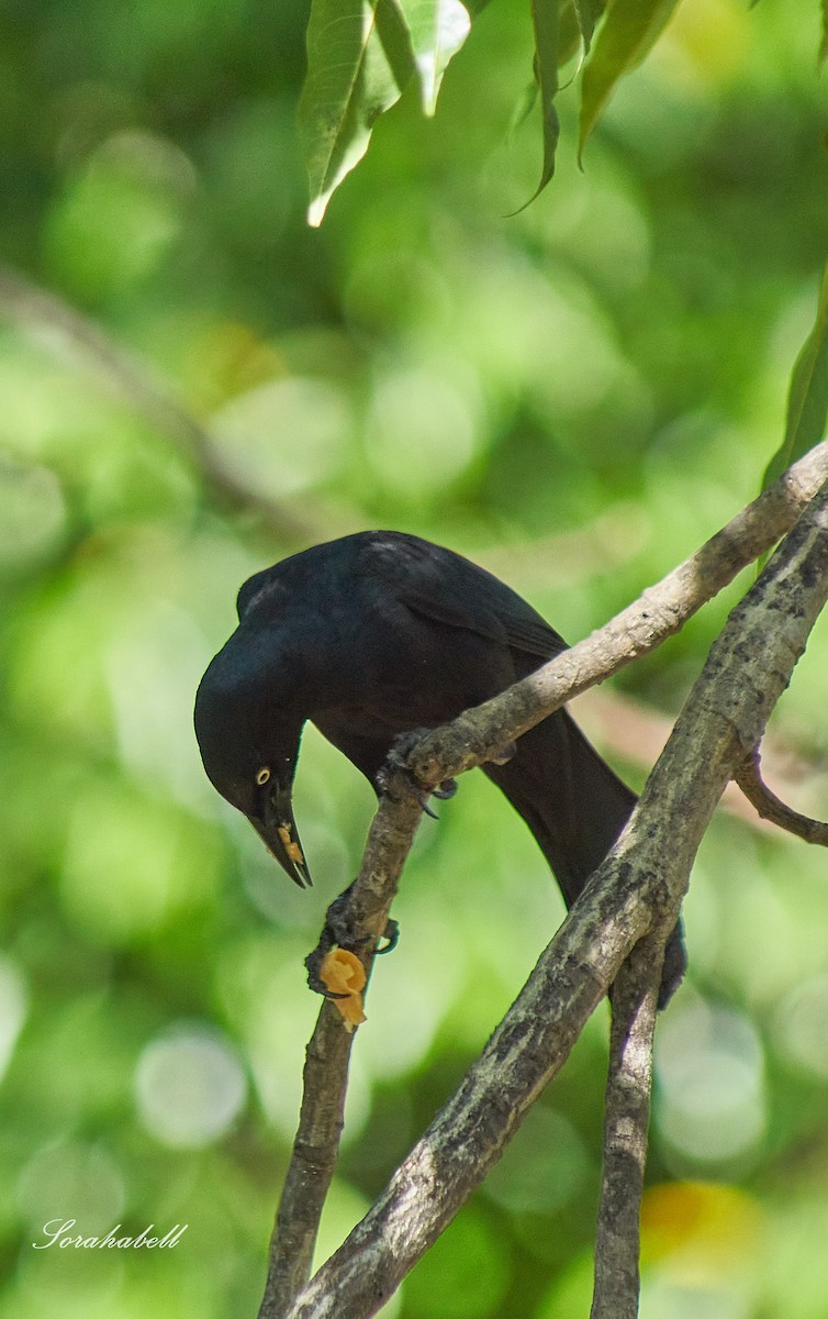 Greater Antillean Grackle - ML634186853