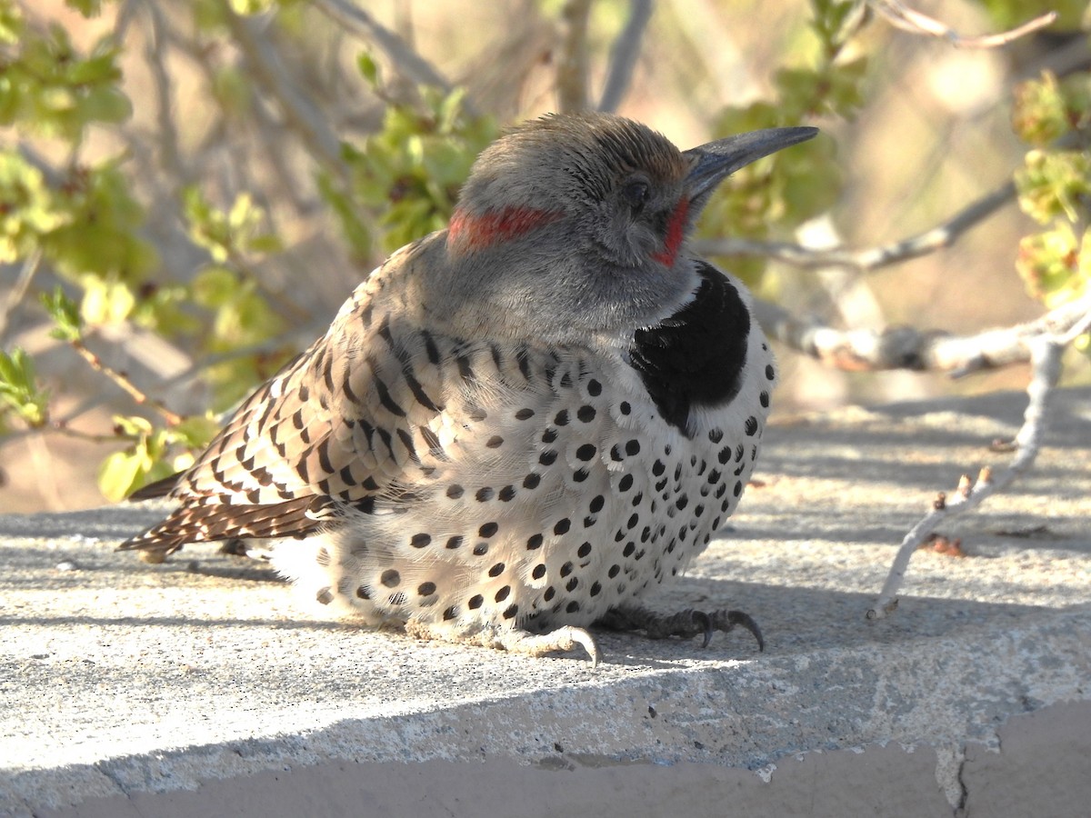 Northern Flicker (Yellow-shafted x Red-shafted) - ML634186926