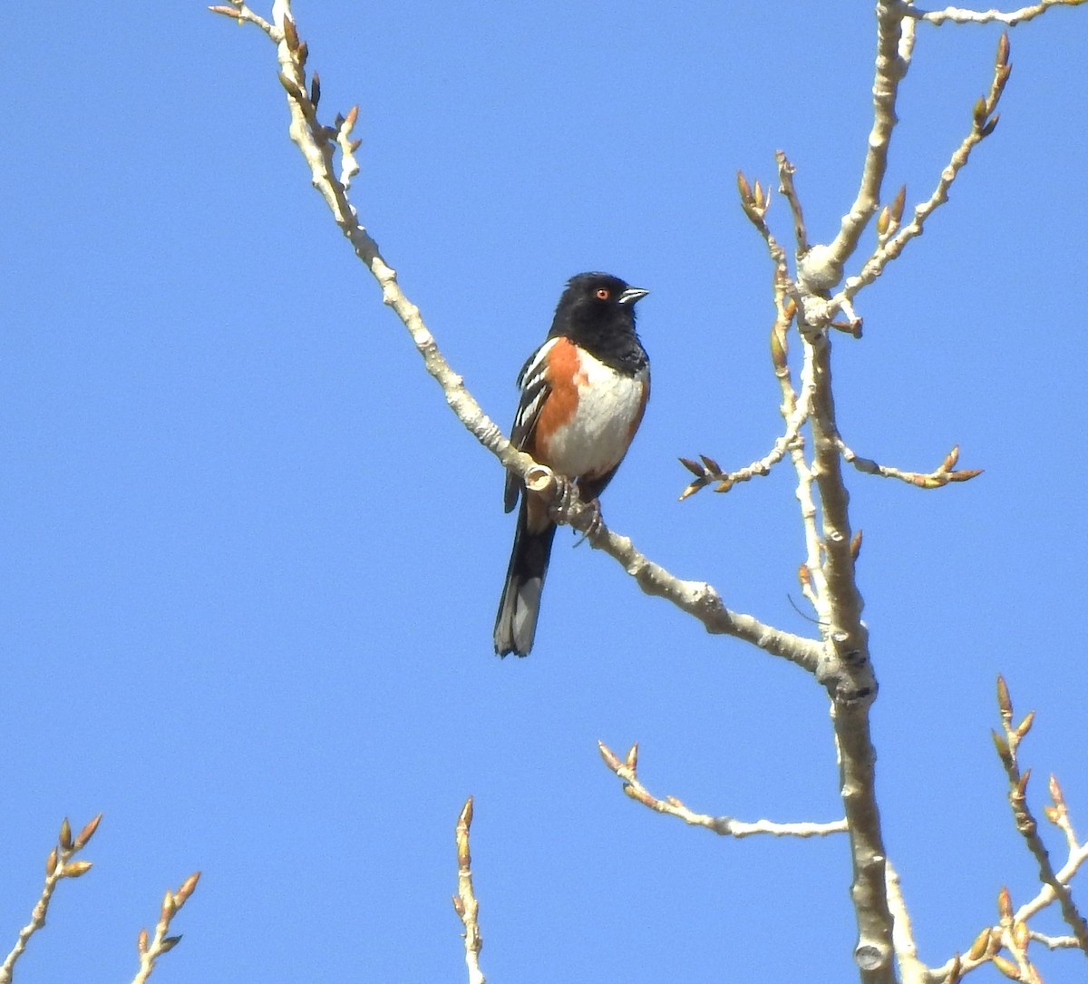 Spotted Towhee - ML634186976