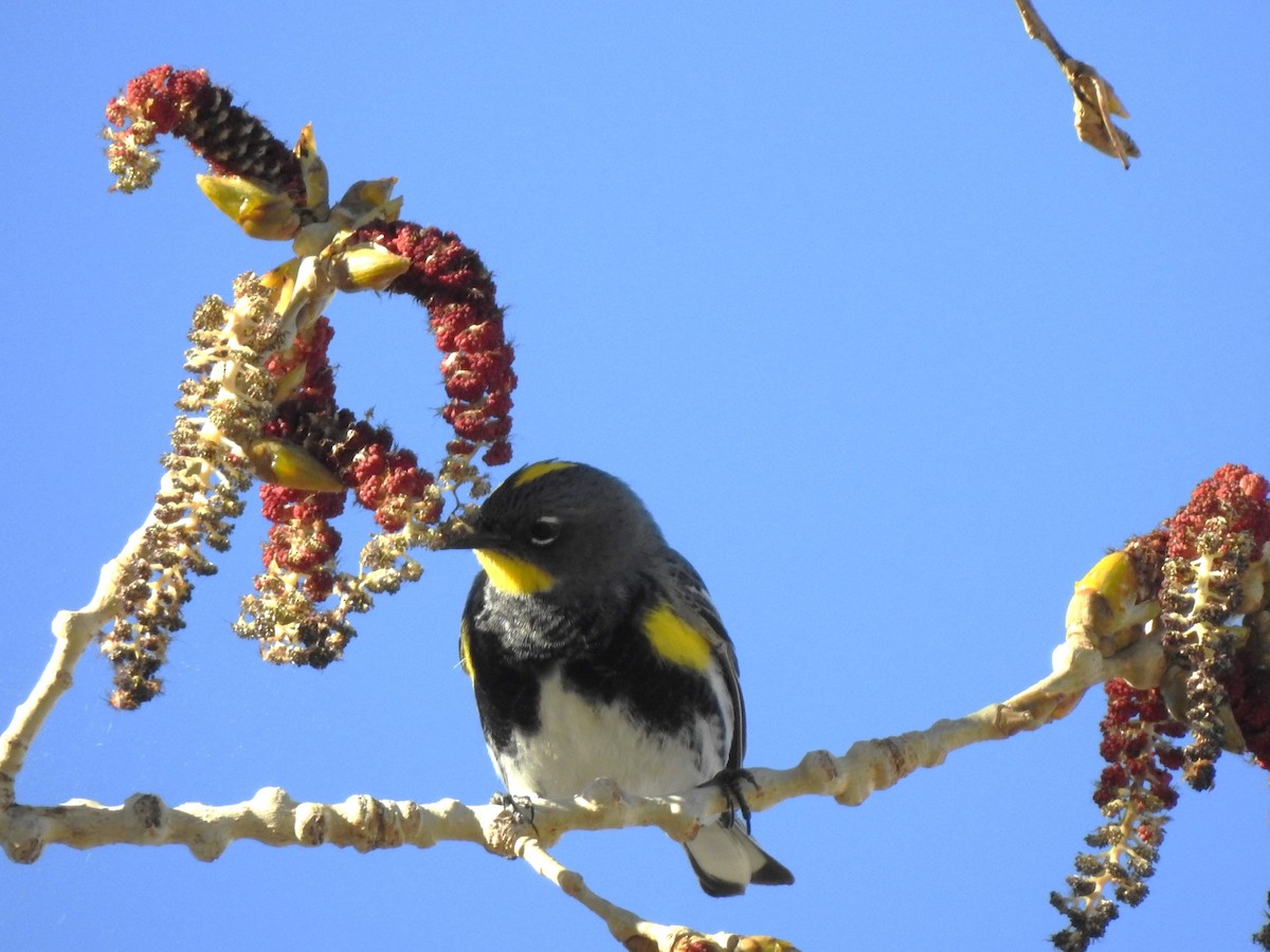 Yellow-rumped Warbler (Audubon's) - ML634186991