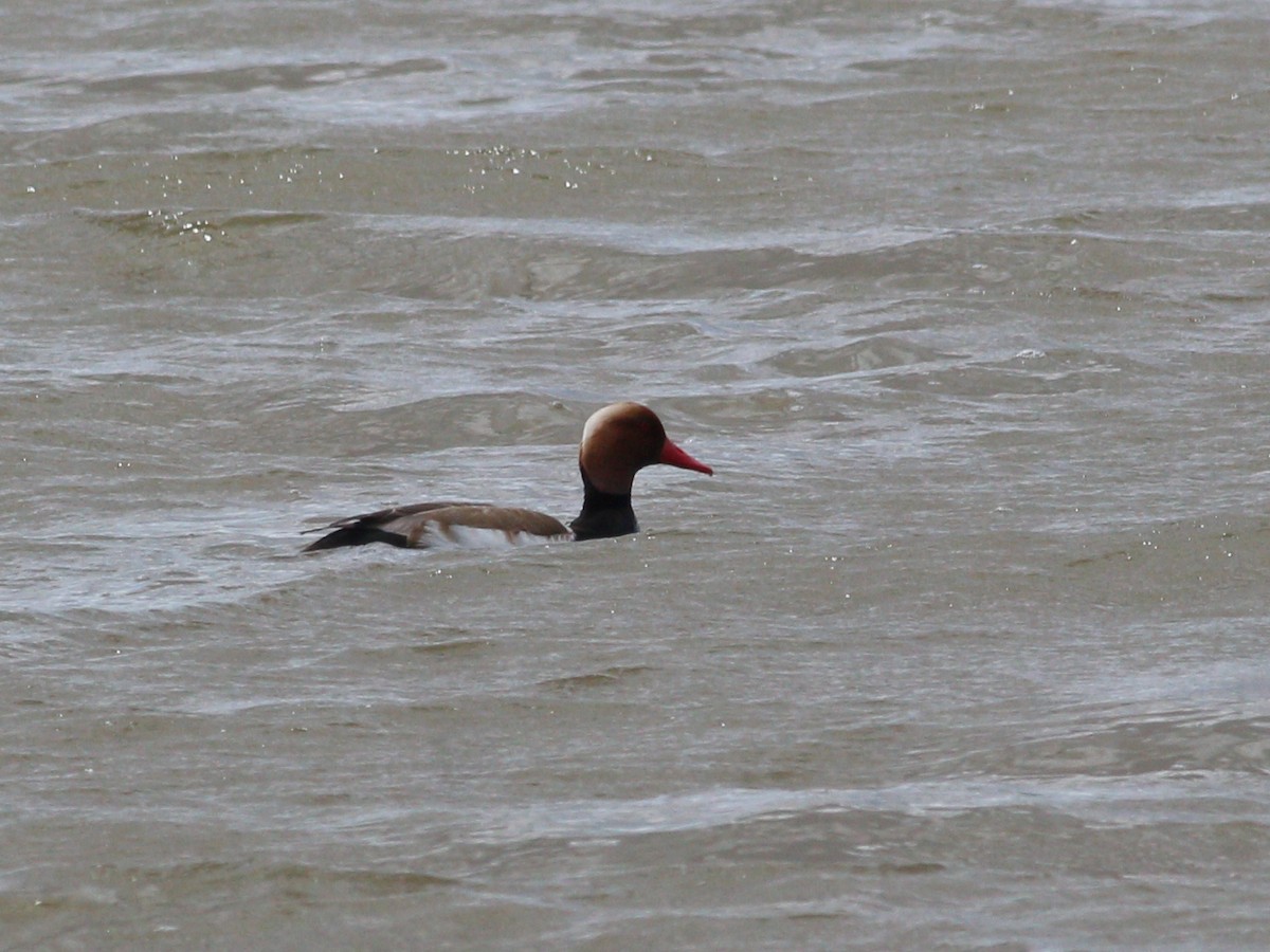 Red-crested Pochard - ML634186994