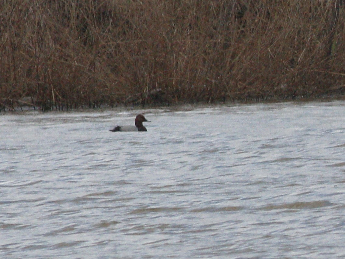Common Pochard - ML634187020