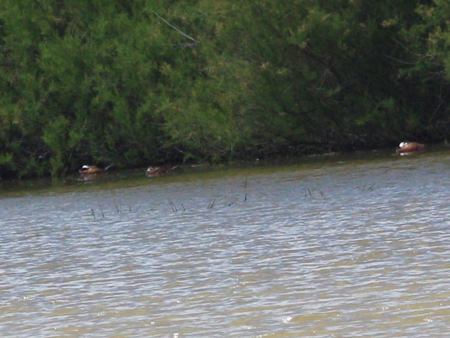 White-headed Duck - ML634187030