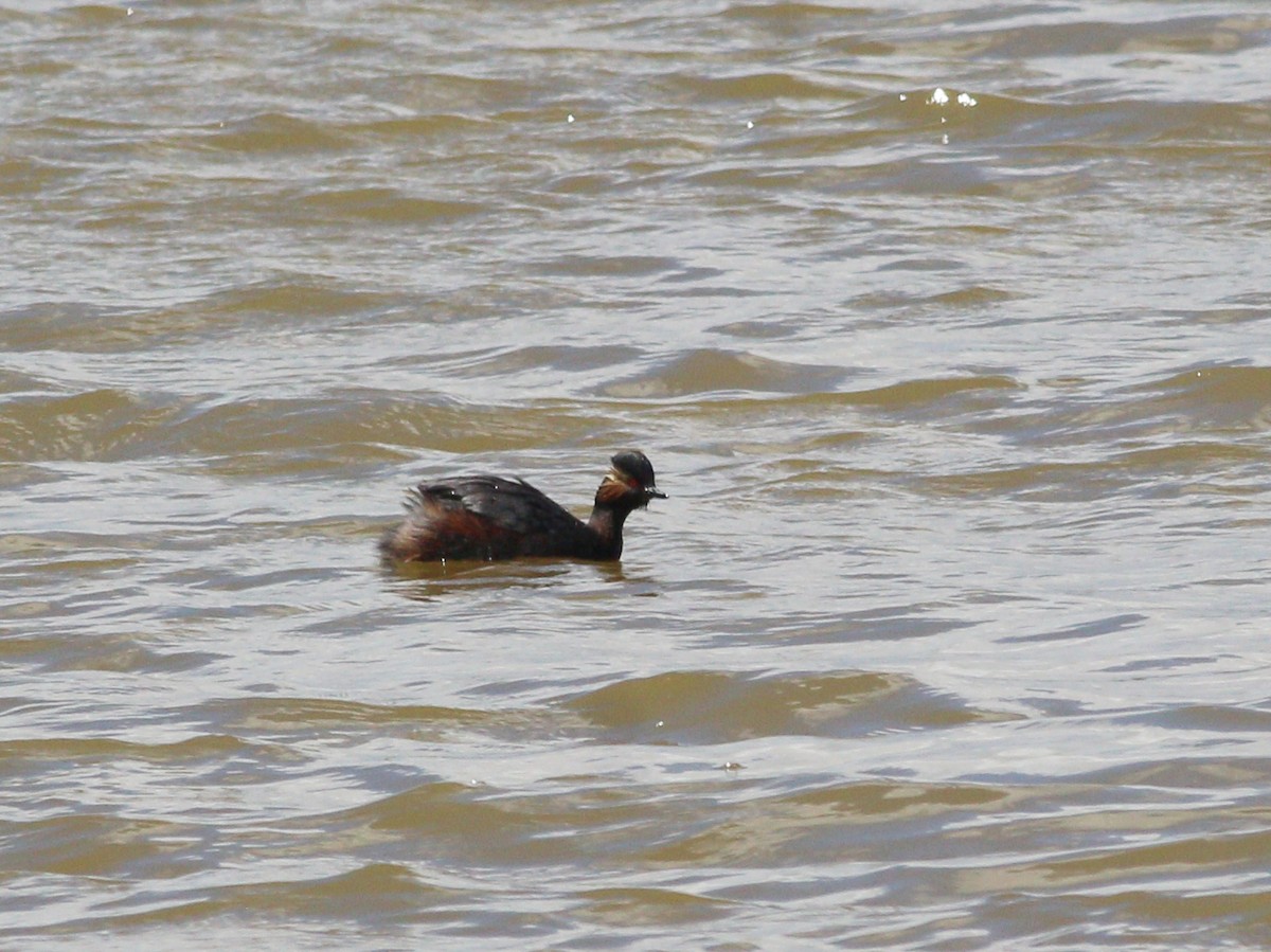 Eared Grebe - ML634187056