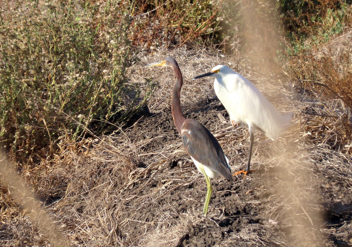 Tricolored Heron - ML634187089