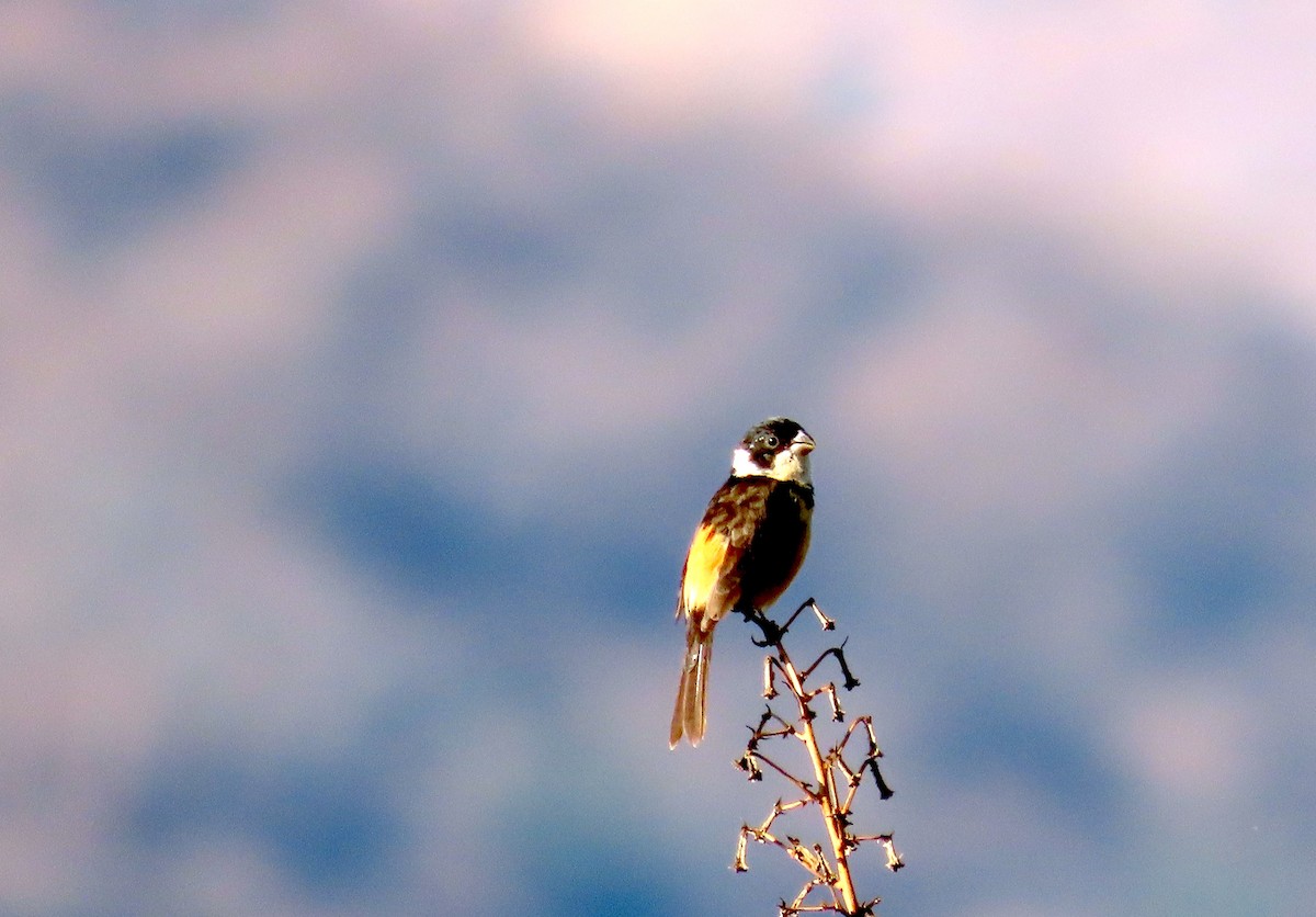 Cinnamon-rumped Seedeater - ML634187141