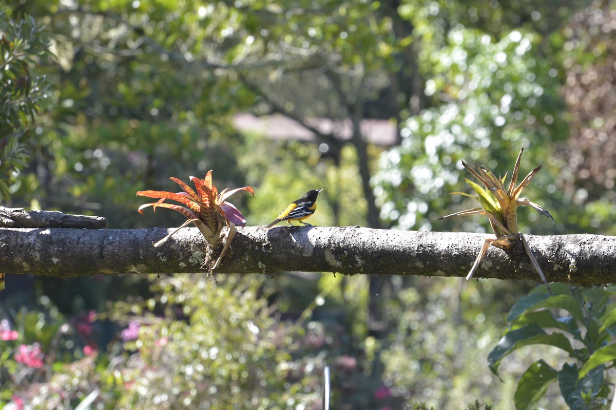 Baltimore Oriole - ML634187168