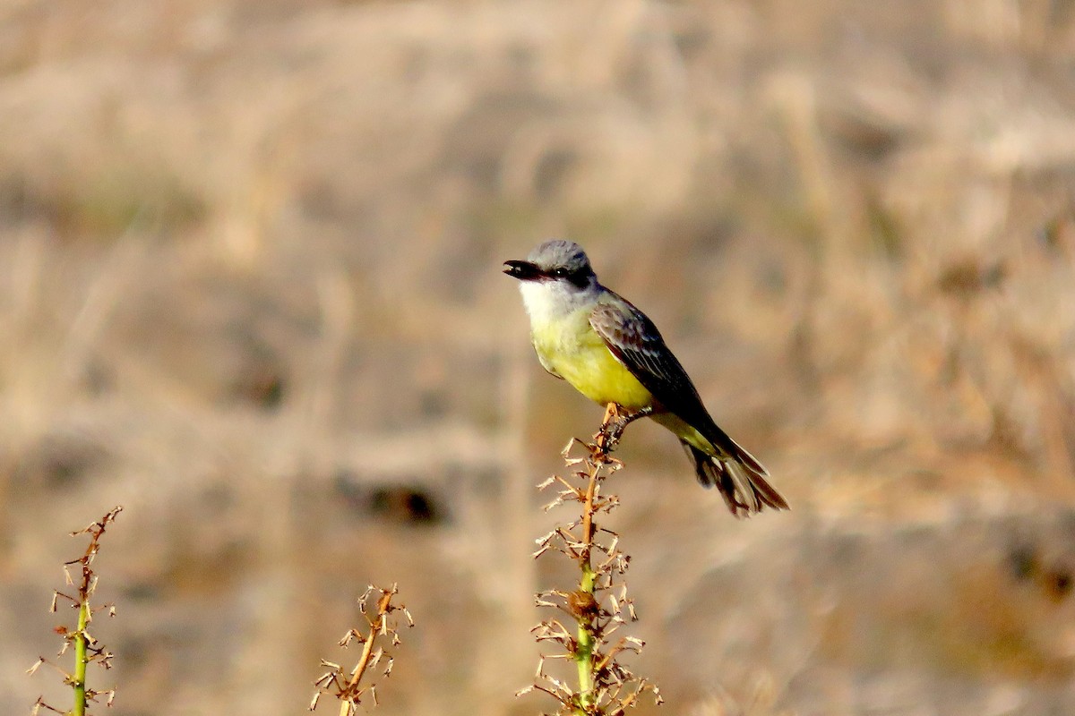 Tropical Kingbird - ML634187184