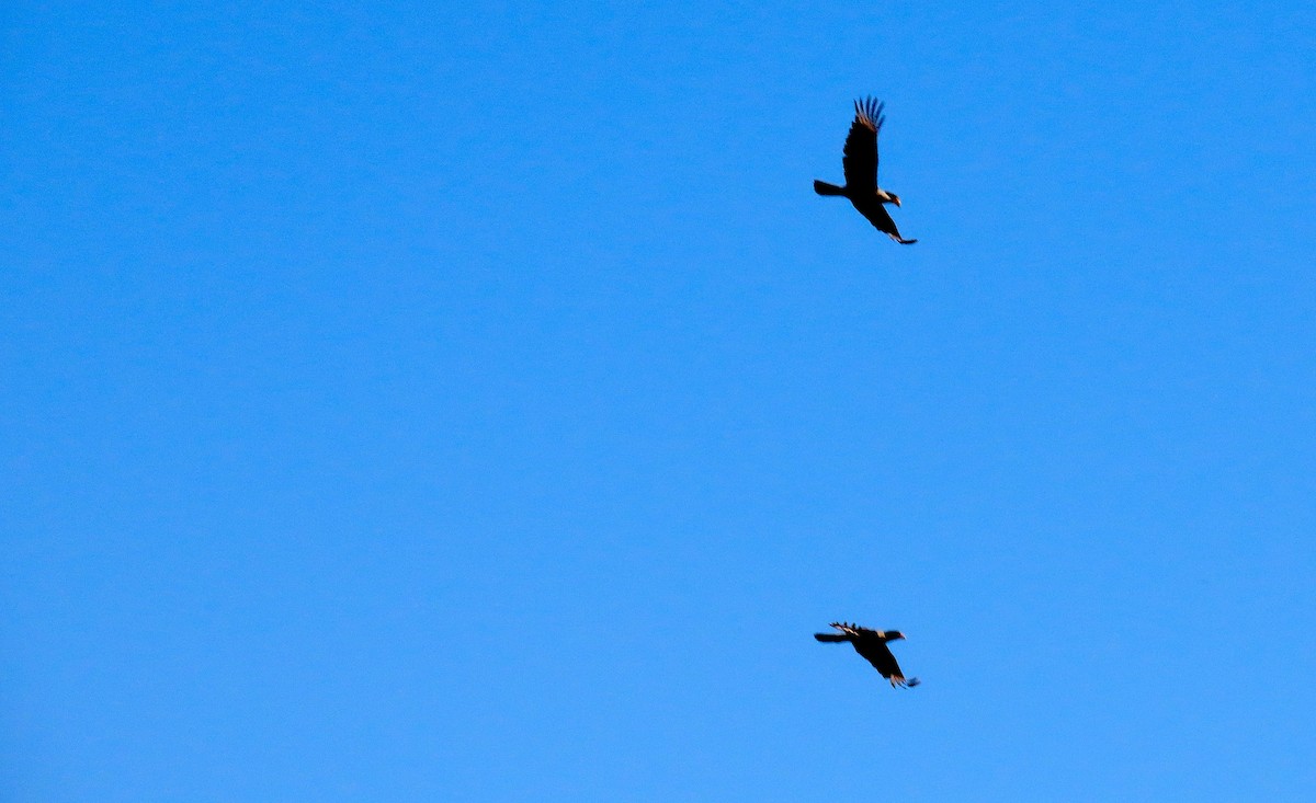 Crested Caracara - ML634187210