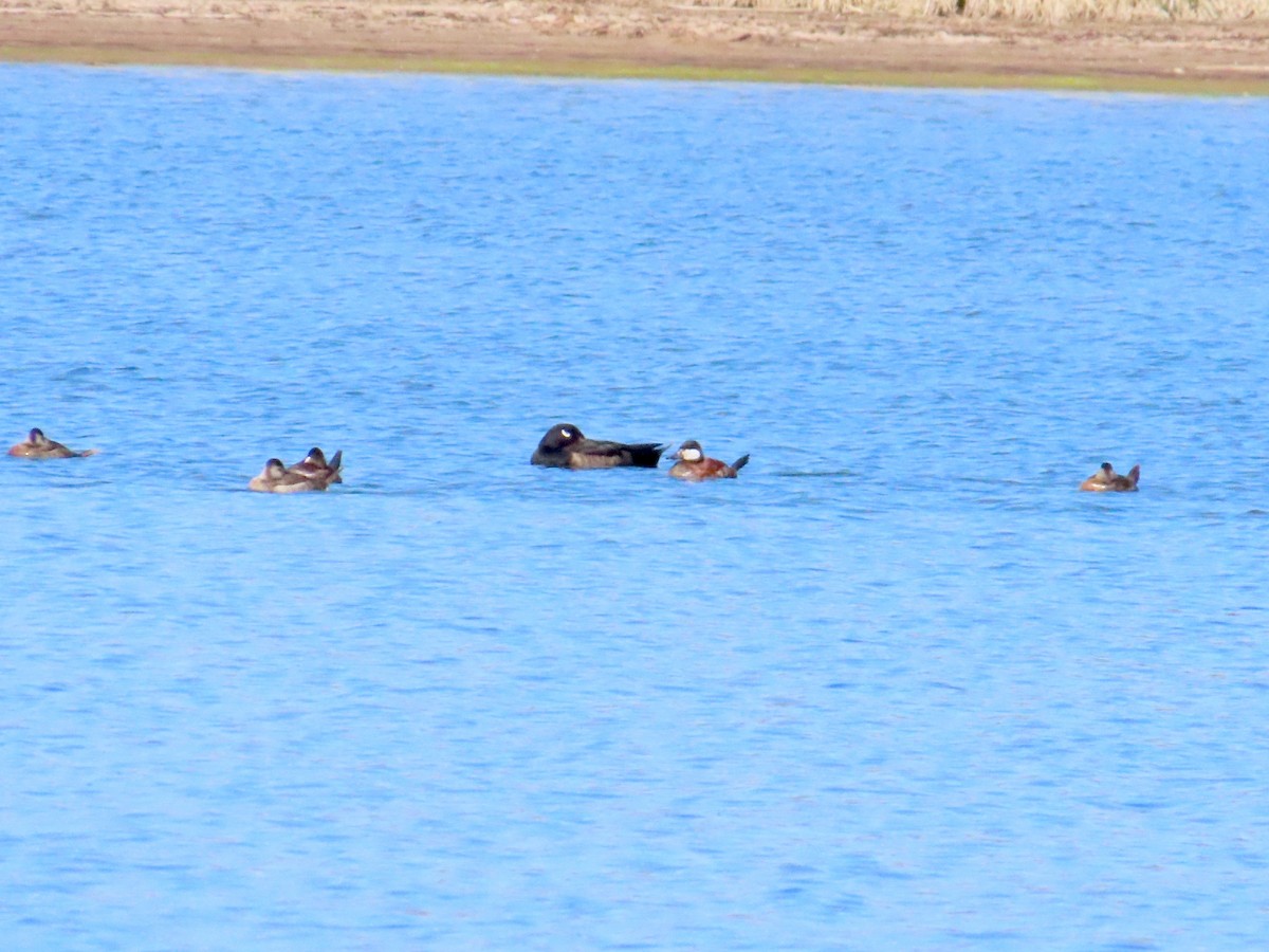 White-winged Scoter - ML634187271