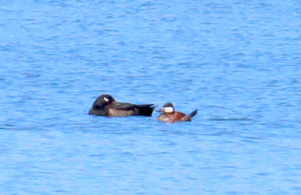 White-winged Scoter - ML634187300