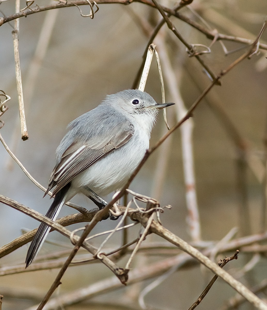 Blue-gray Gnatcatcher - ML634187366