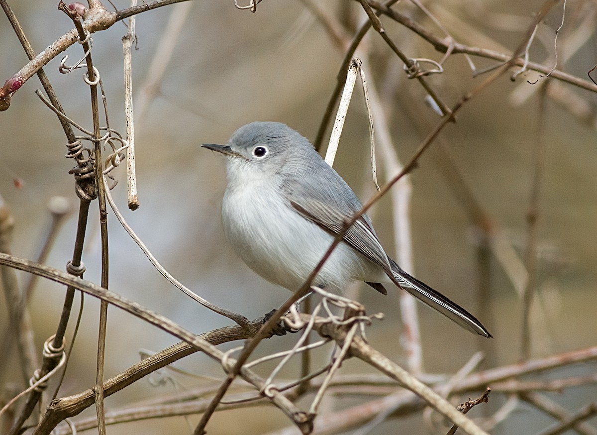 Blue-gray Gnatcatcher - ML634187368