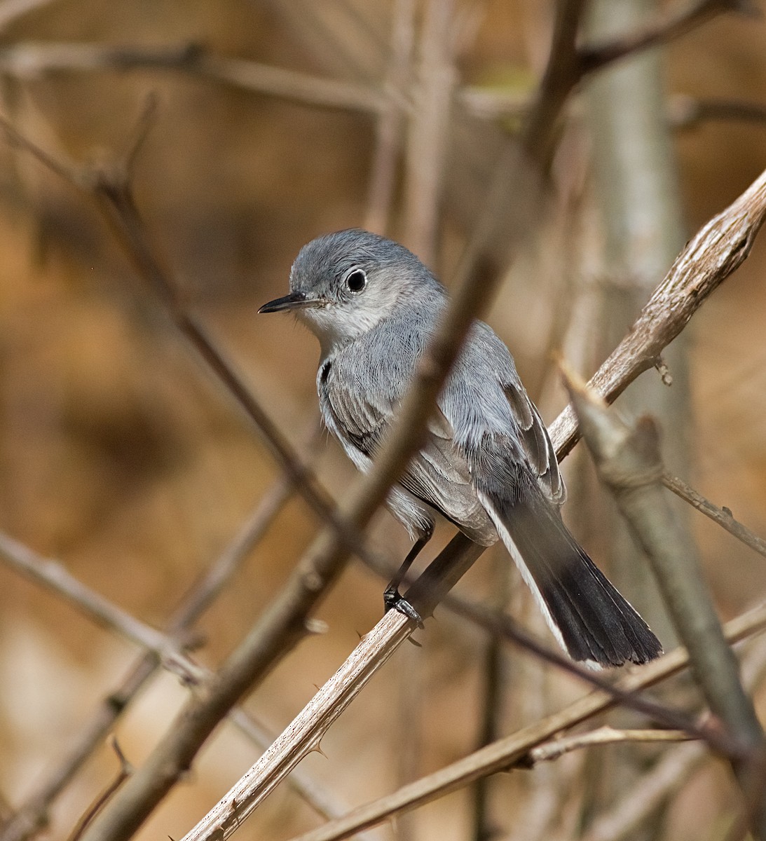 Blue-gray Gnatcatcher - ML634187371