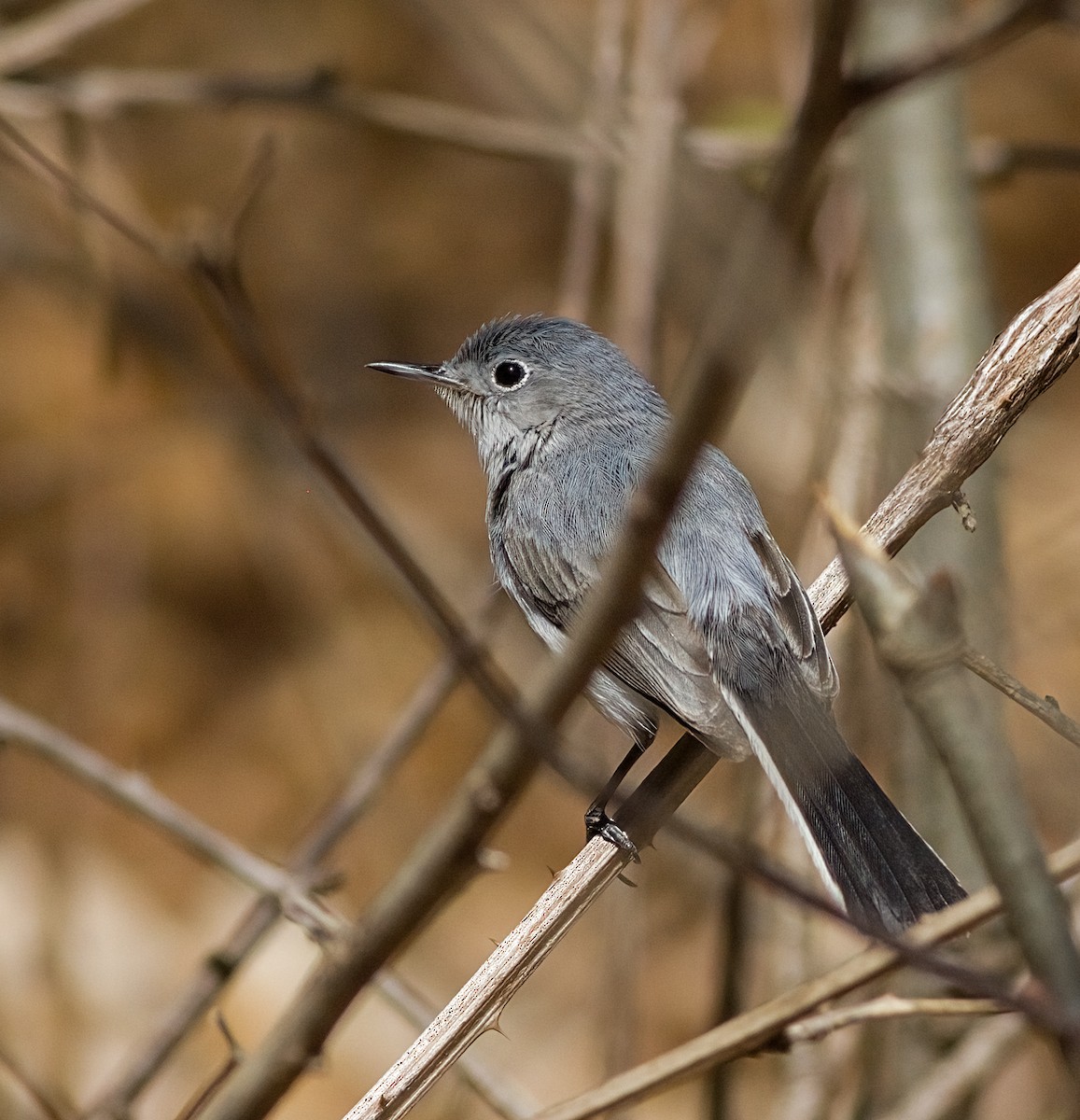 Blue-gray Gnatcatcher - ML634187374