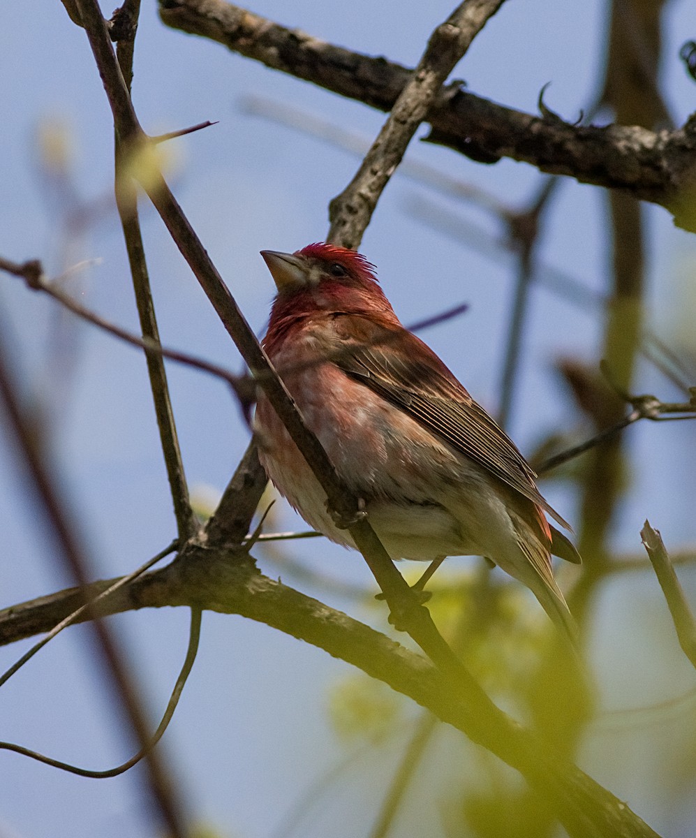 Purple Finch - ML634187420