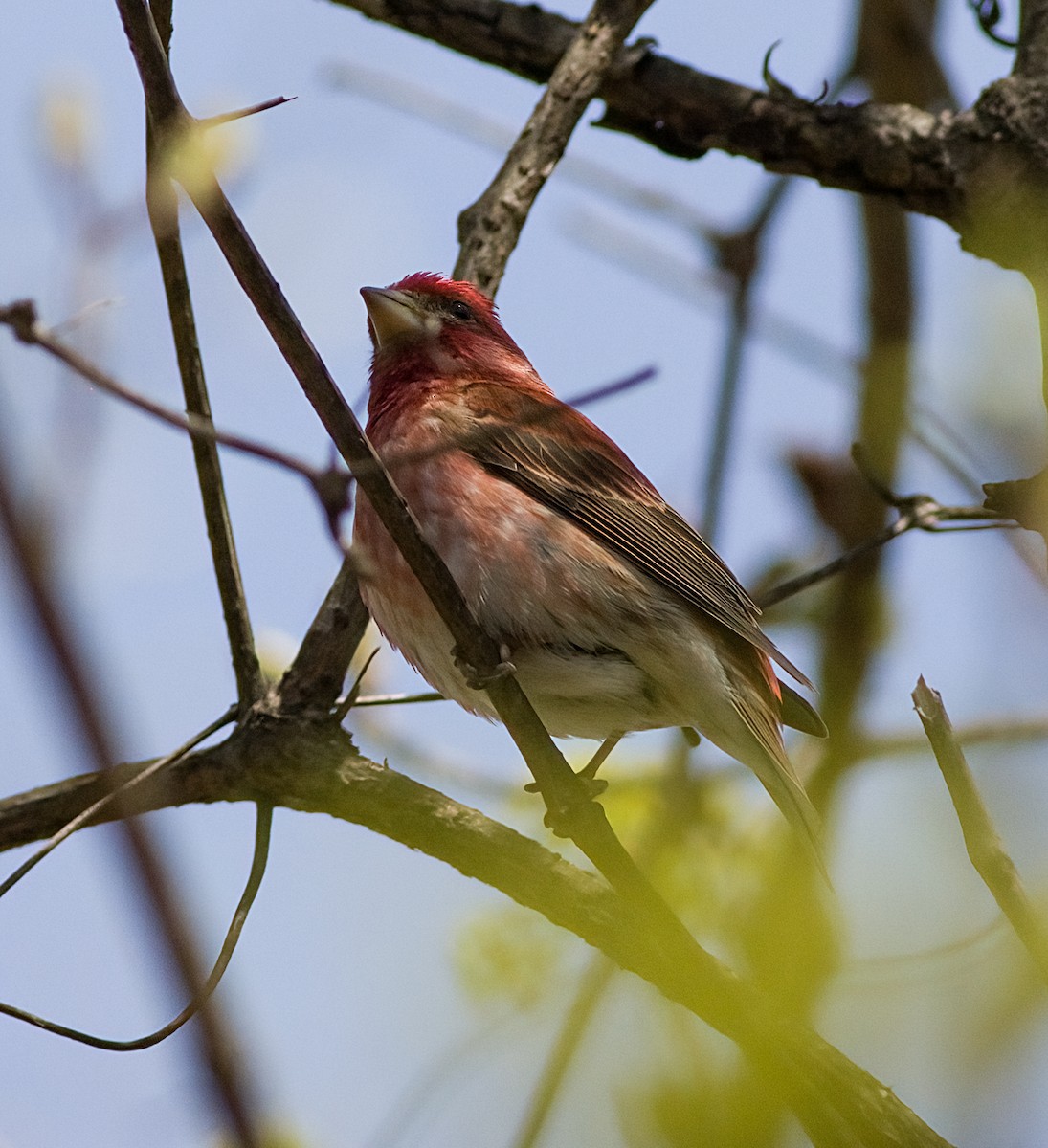 Purple Finch - ML634187424