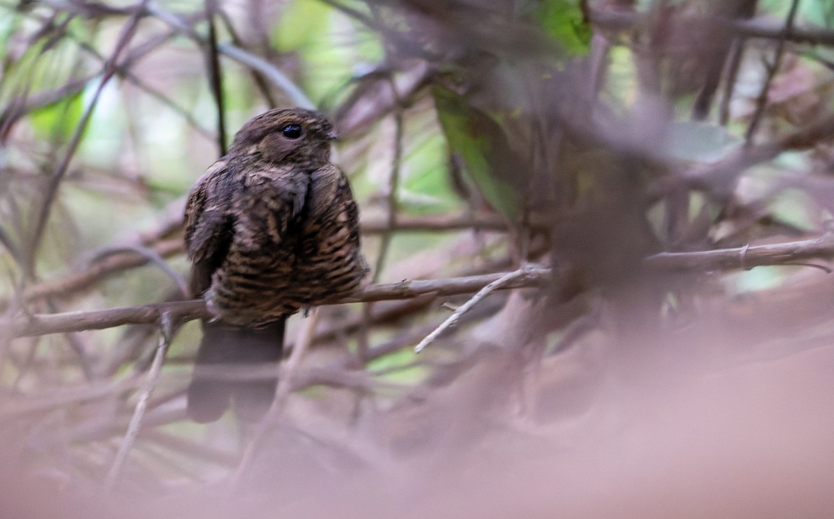 Bahian Nighthawk - ML634187468
