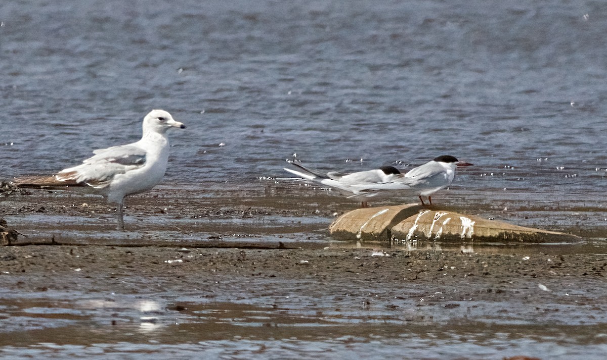 Forster's Tern - ML634187473