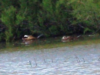 White-headed Duck - ML634187524