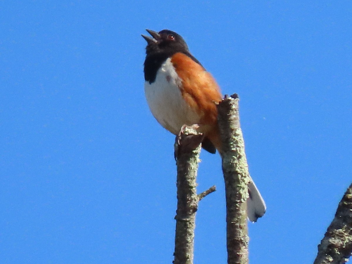 Eastern Towhee - ML634187701