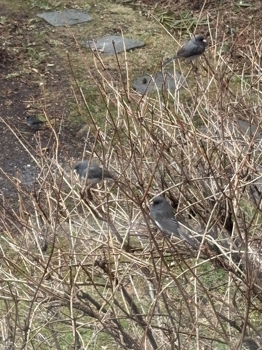 Dark-eyed Junco - ML634187748
