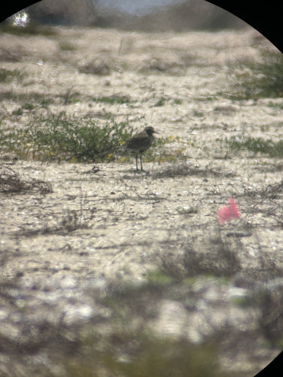 Pacific Golden-Plover - ML634187788
