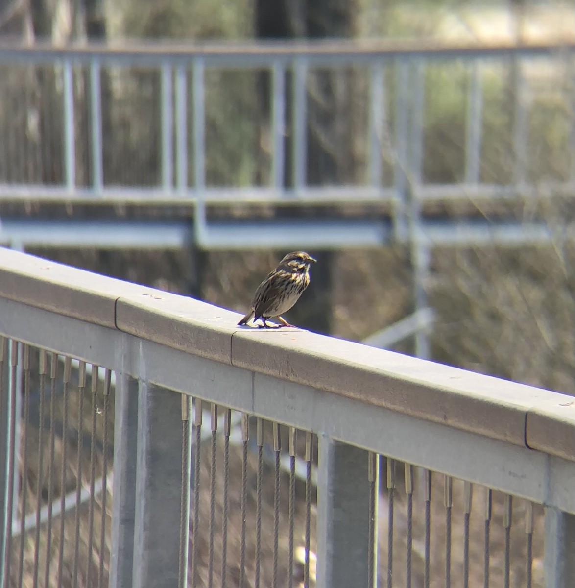 Savannah Sparrow - ML634187806