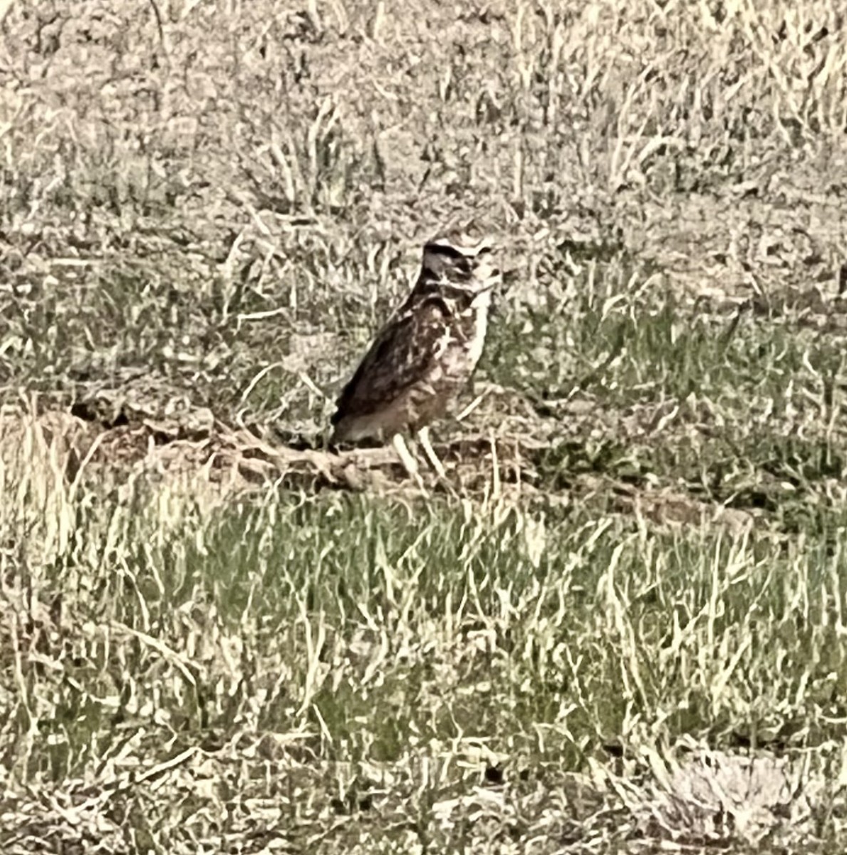 Burrowing Owl - ML634187823