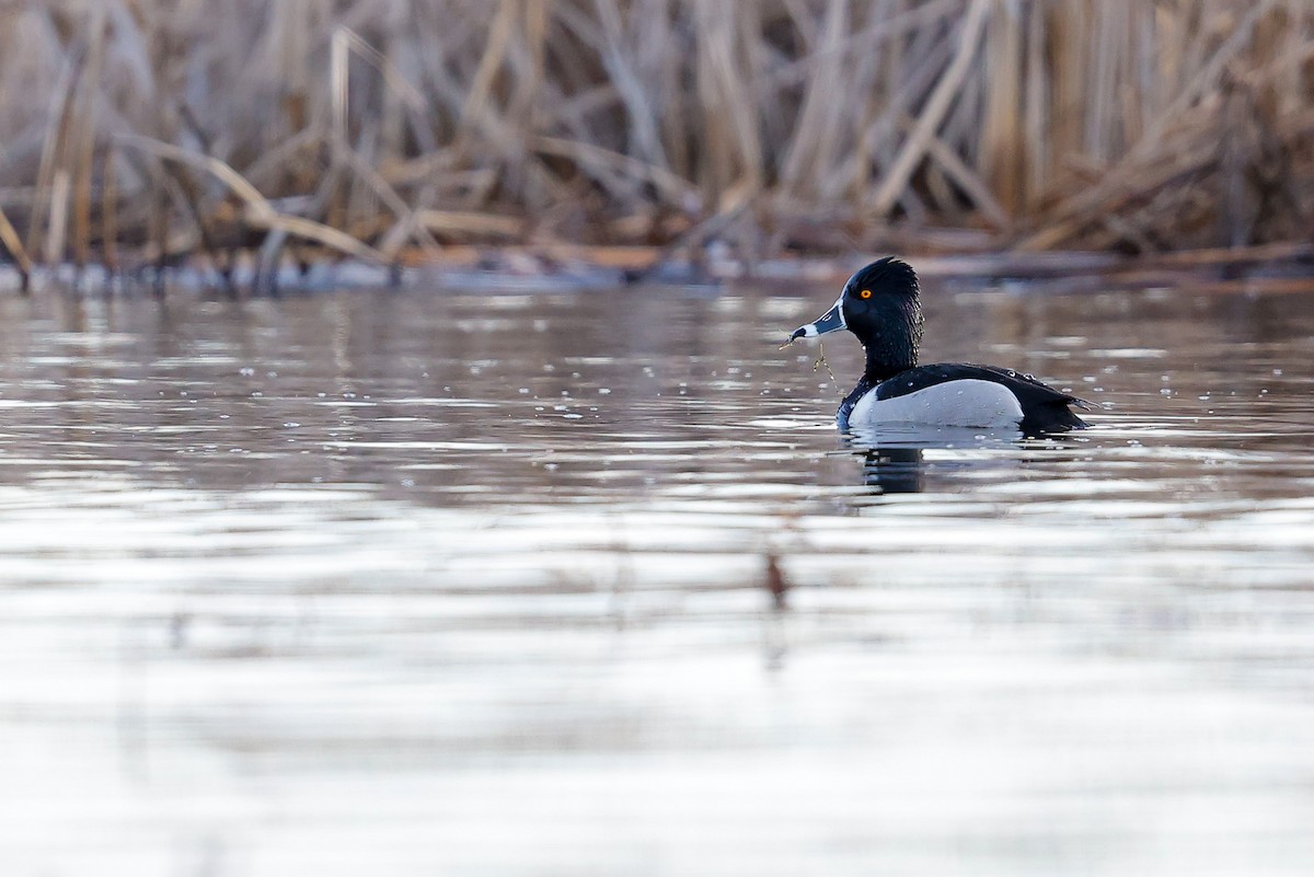 Ring-necked Duck - ML634187826