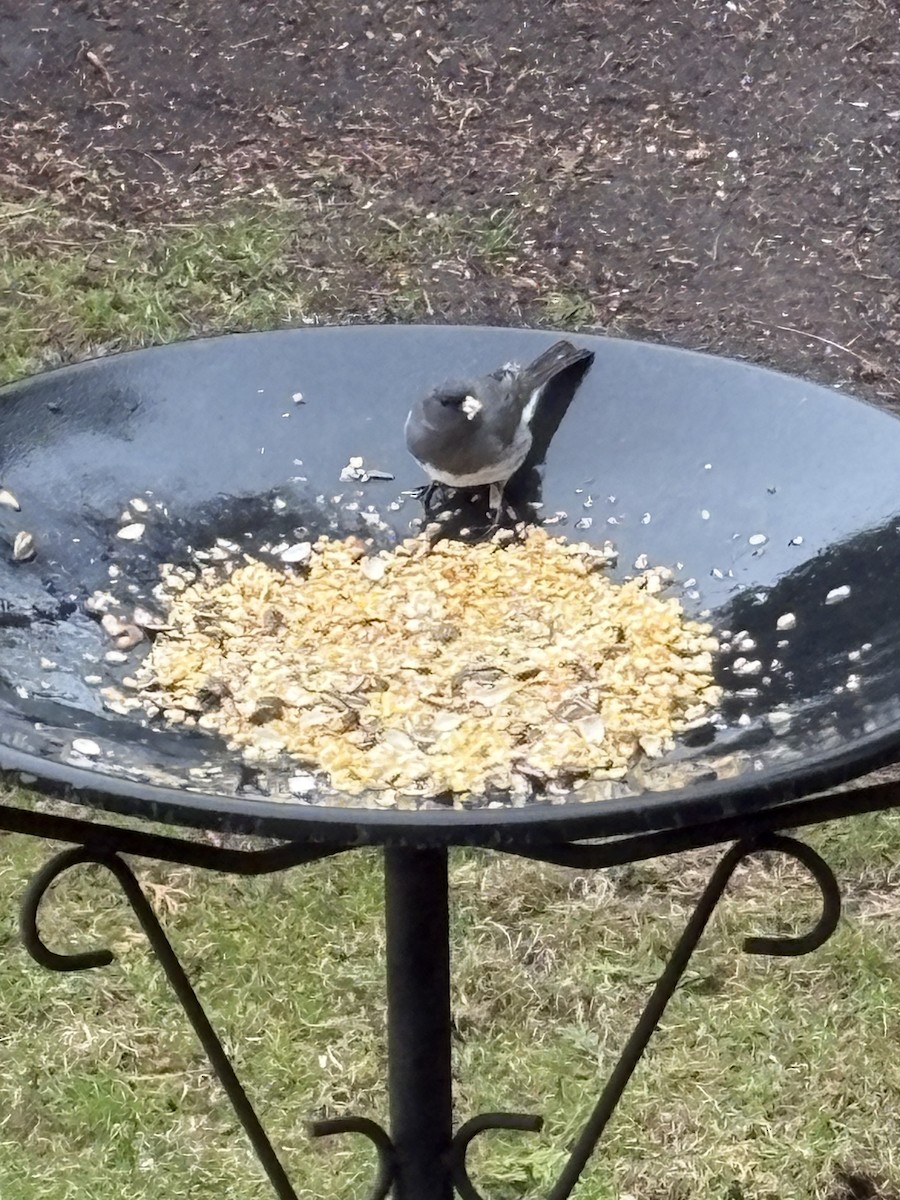 Dark-eyed Junco - ML634187839
