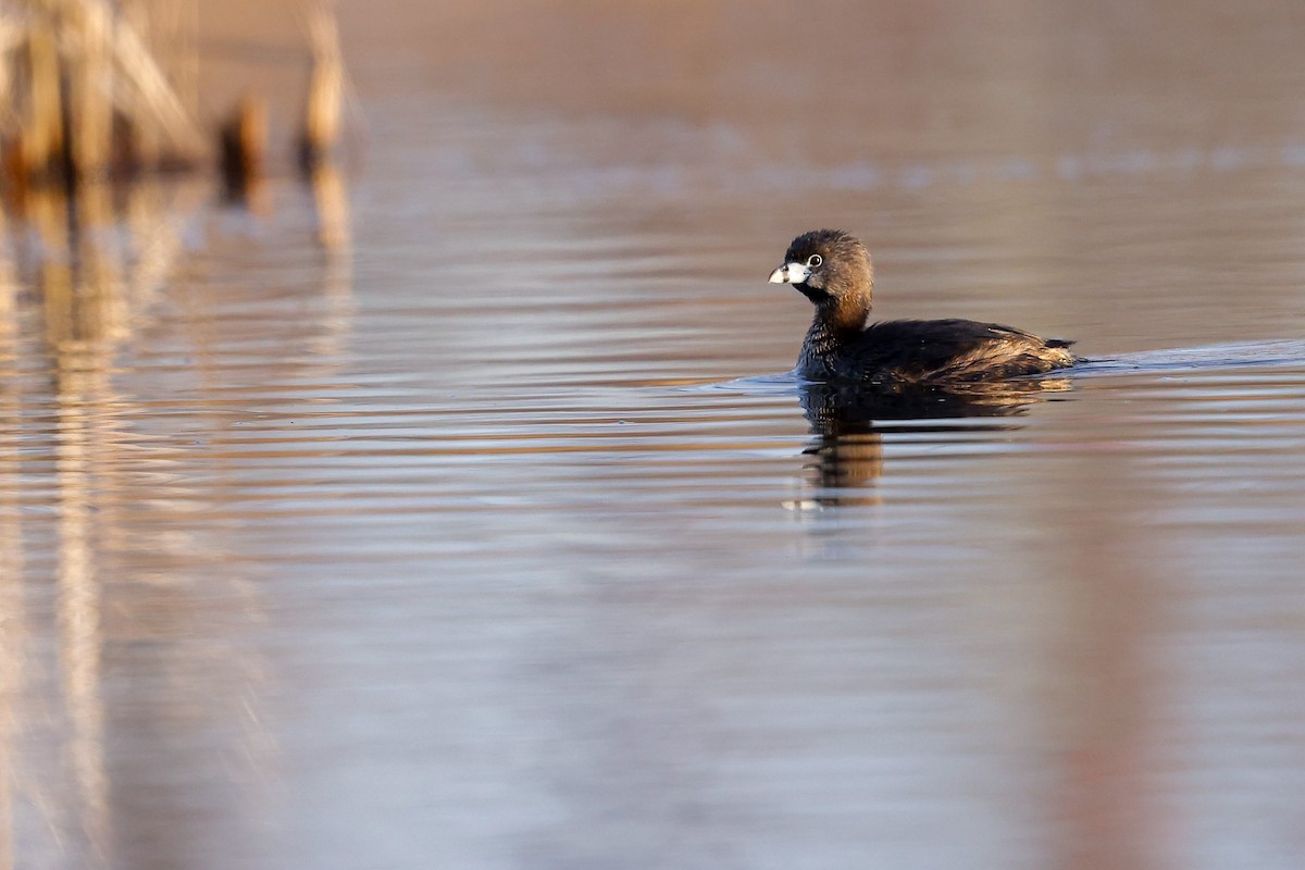 Pied-billed Grebe - ML634187856