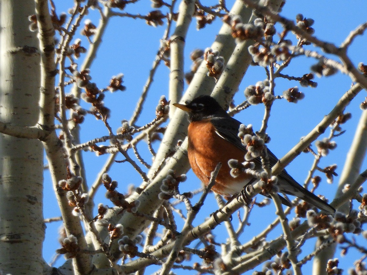 American Robin - ML634187858