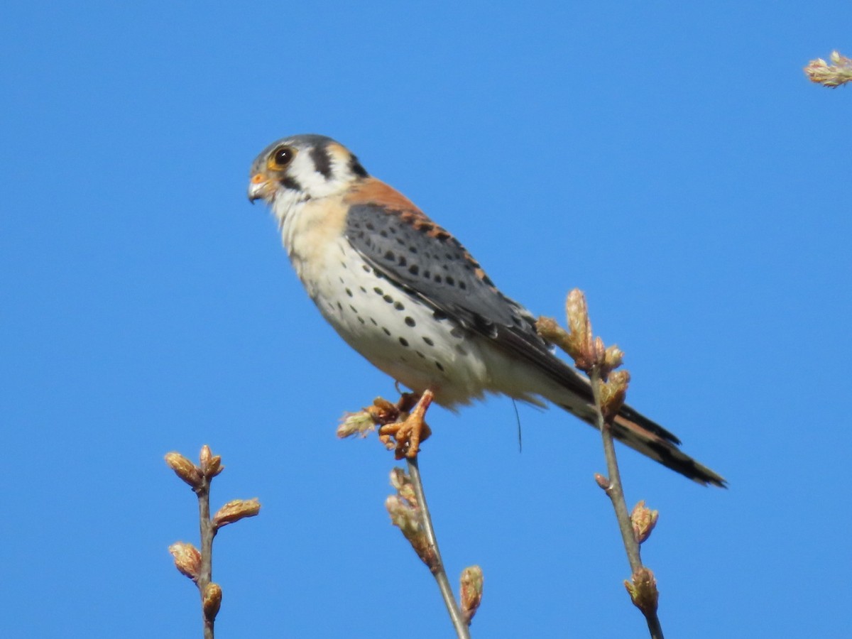 American Kestrel - ML634187867