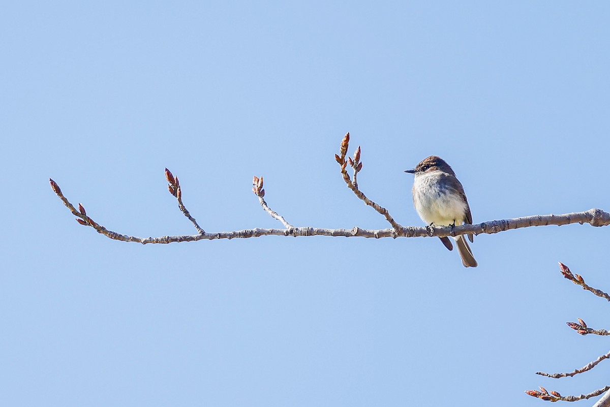 Eastern Phoebe - ML634187932