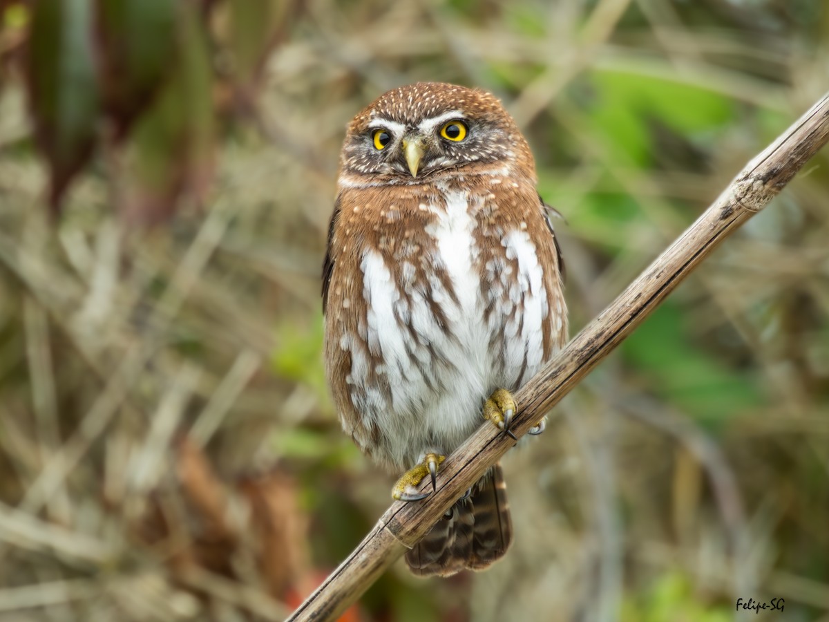 Austral Pygmy-Owl - ML634187933