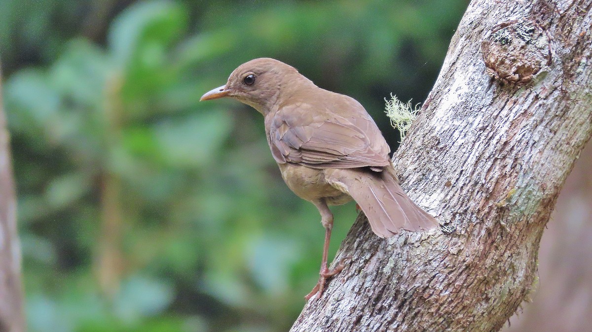 Mountain Thrush - ML634187942