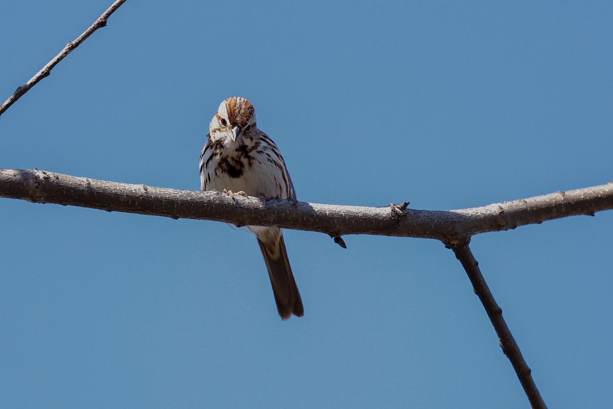 Song Sparrow - ML634187958