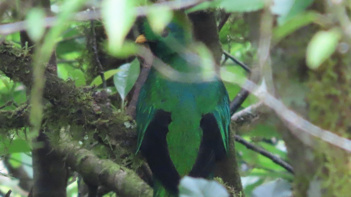 Resplendent Quetzal - ML634187959
