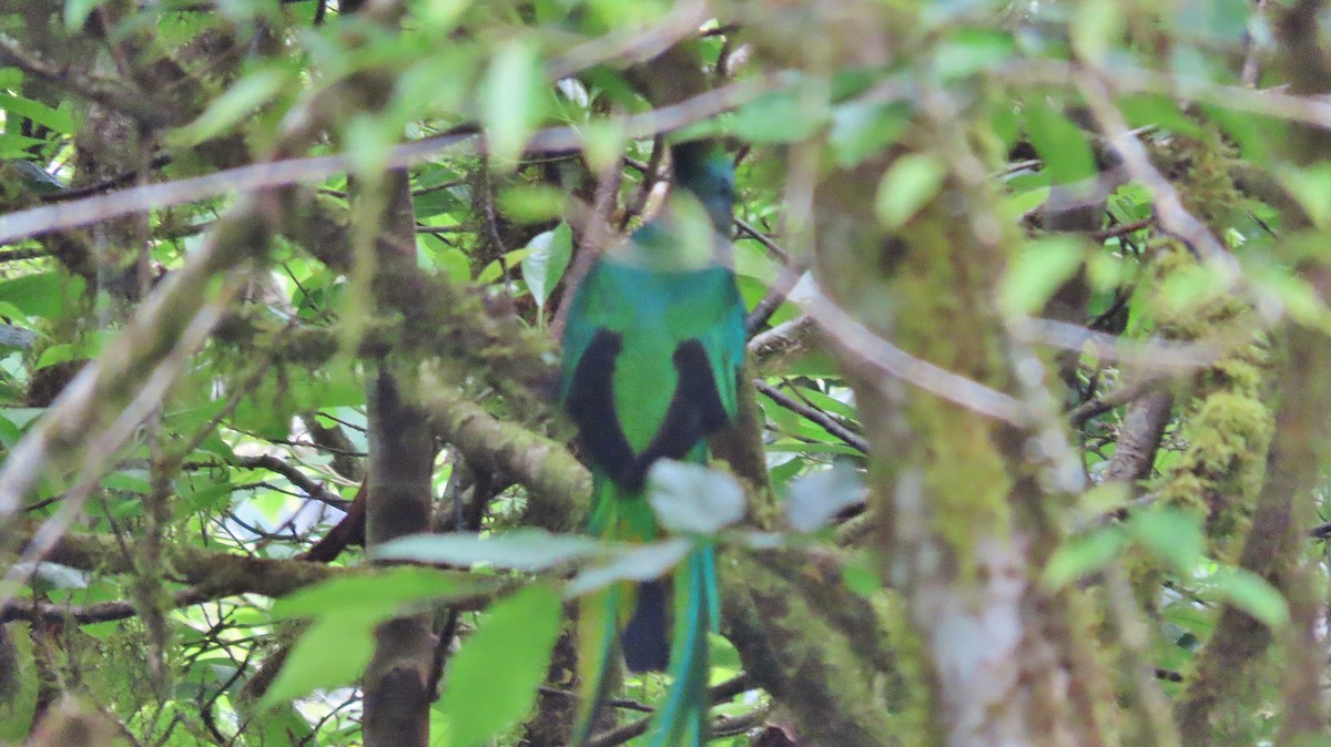 Resplendent Quetzal - ML634187960